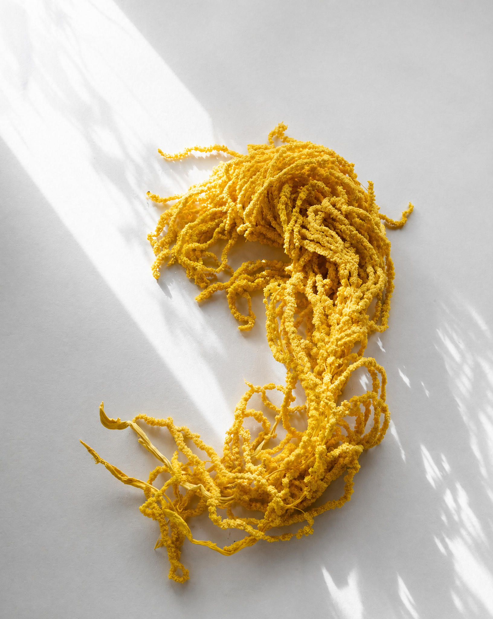 PRESERVED AMARANTHUS CAUDATUS - YELLOW, TRAILING BUNCH, 55 CM, 150 GRAMS