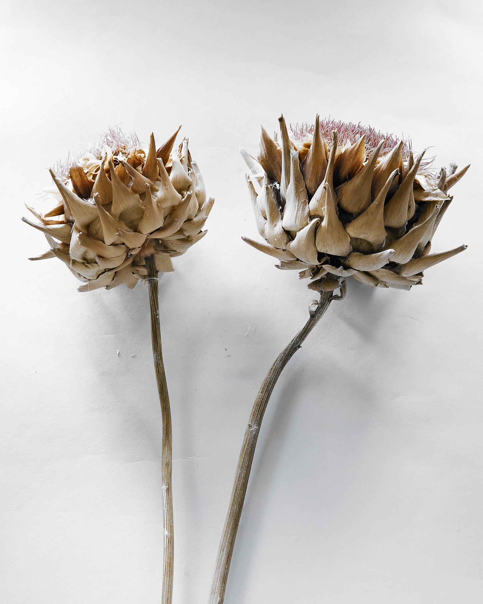 Giant Artichoke Head Dried Natural Brown