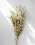 Dried Natural Avena Oat Grass Bunch — Dried Flowers UK