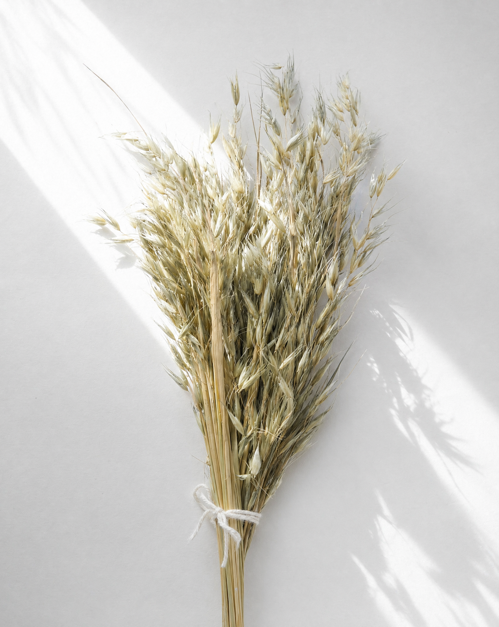 Dried Natural Avena Oat Grass Bunch — Dried Flowers UK