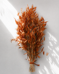 Dried Orange Avena Oat Grass Bunch — Coloured Dried Flowers UK