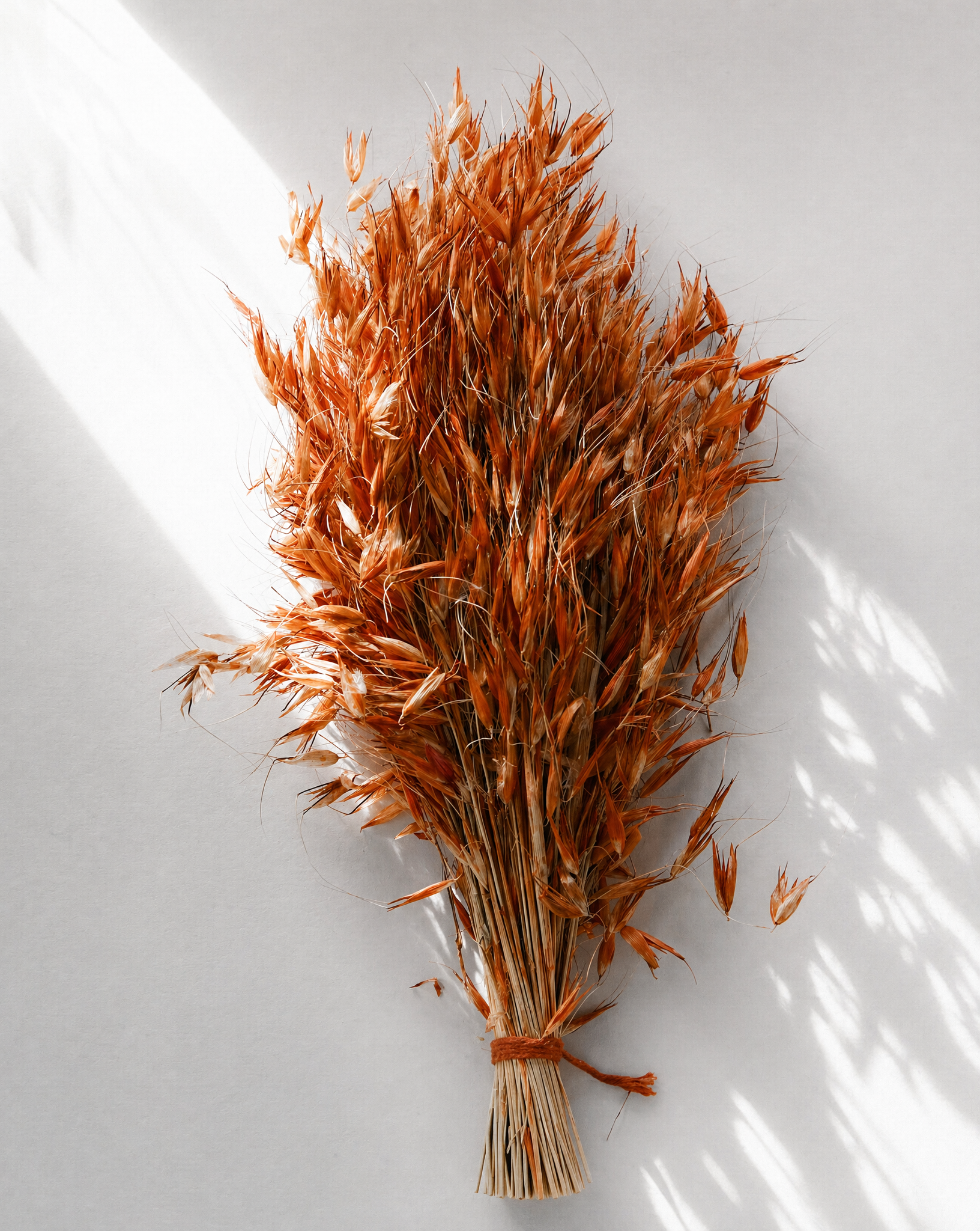Dried Orange Avena Oat Grass Bunch — Coloured Dried Flowers UK