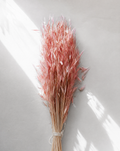 Dried Pink Avena Oat Grass Bunch — Coloured Dried Flowers UK
