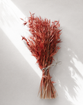 Dried Red Avena Oat Grass Bunch — Coloured Dried Flowers UK