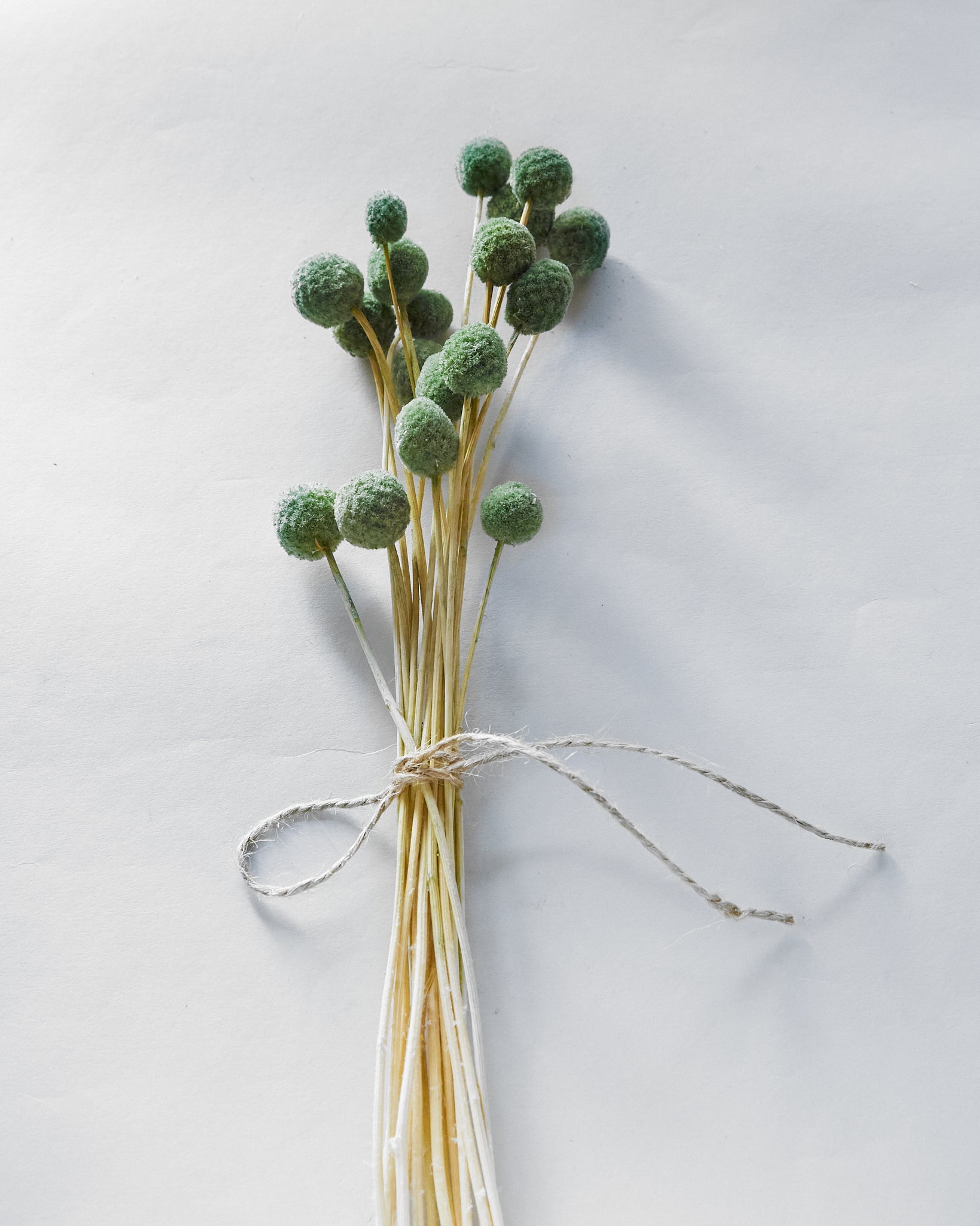 Dried Green Craspedia Billy Ball Bunch — Dried Flowers UK
