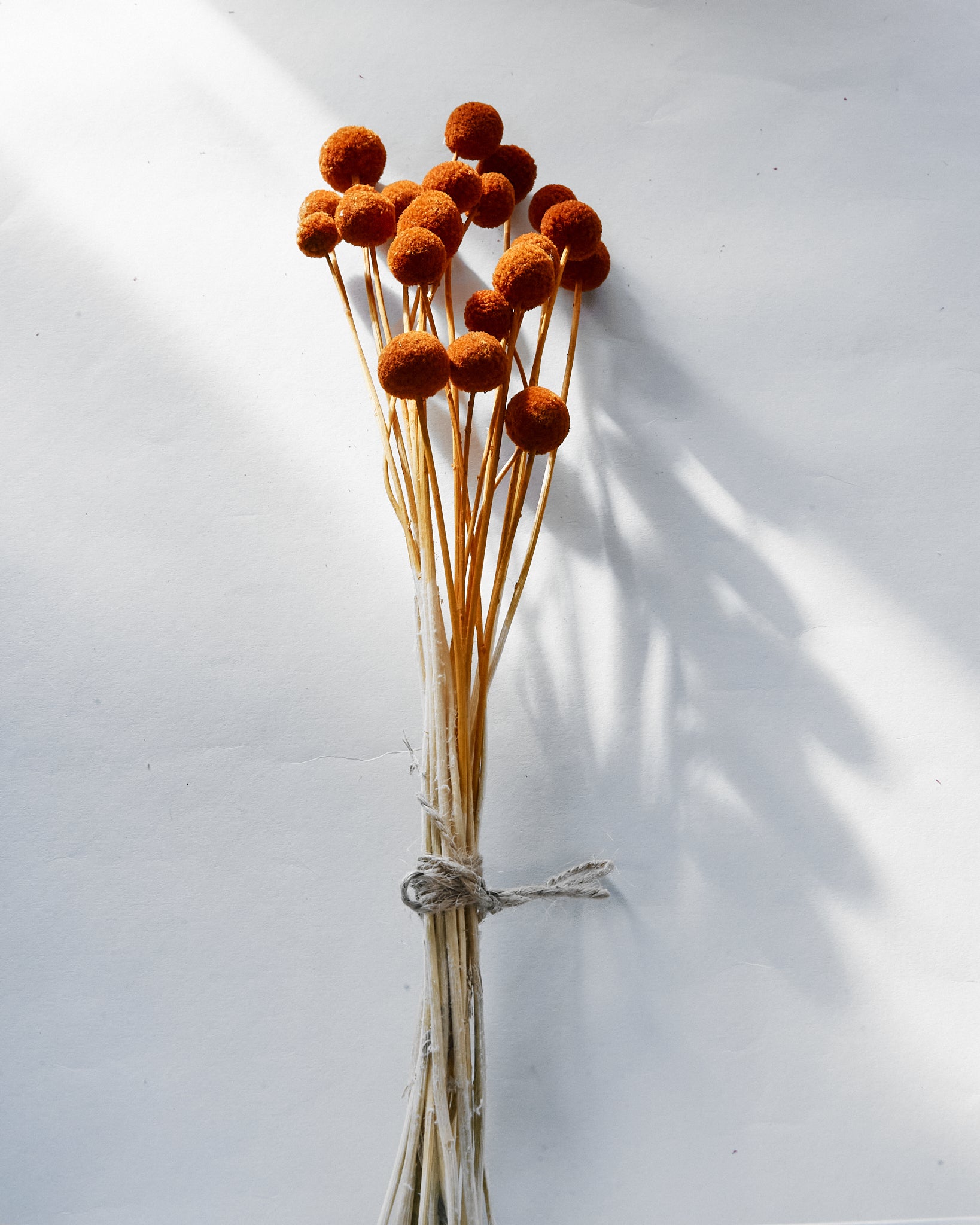 Dried Orange Craspedia Billy Ball Bunch — Dried Flowers UK