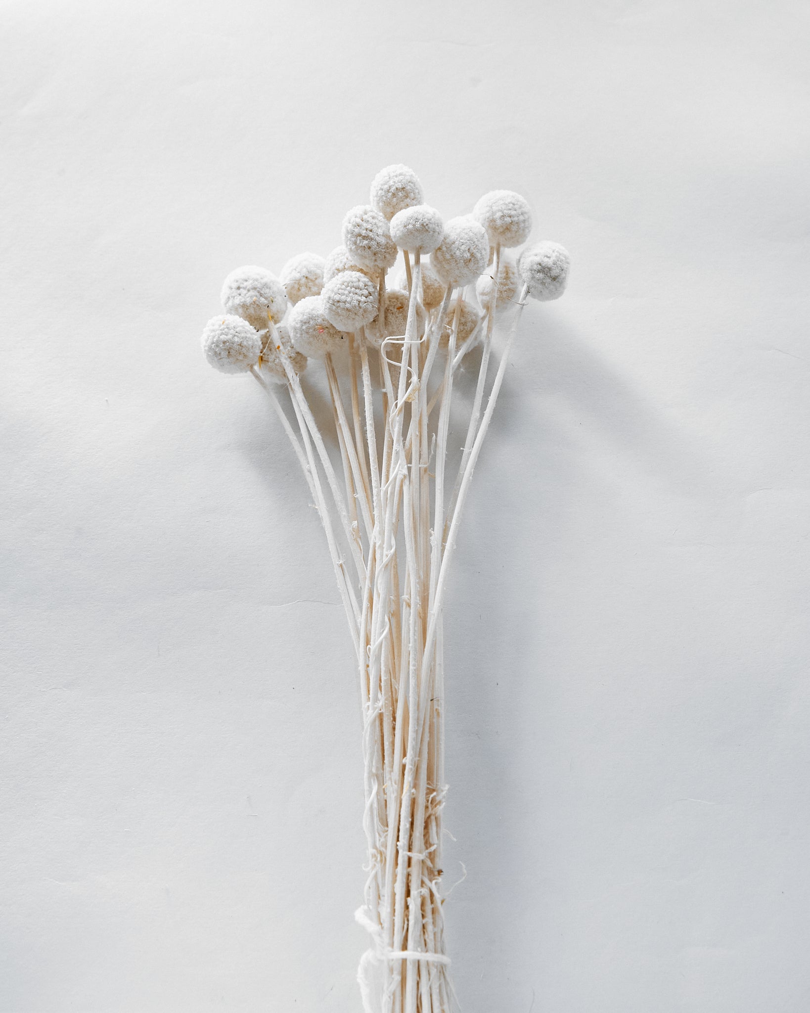 Dried White Craspedia Billy Ball Bunch — Dried Flowers UK