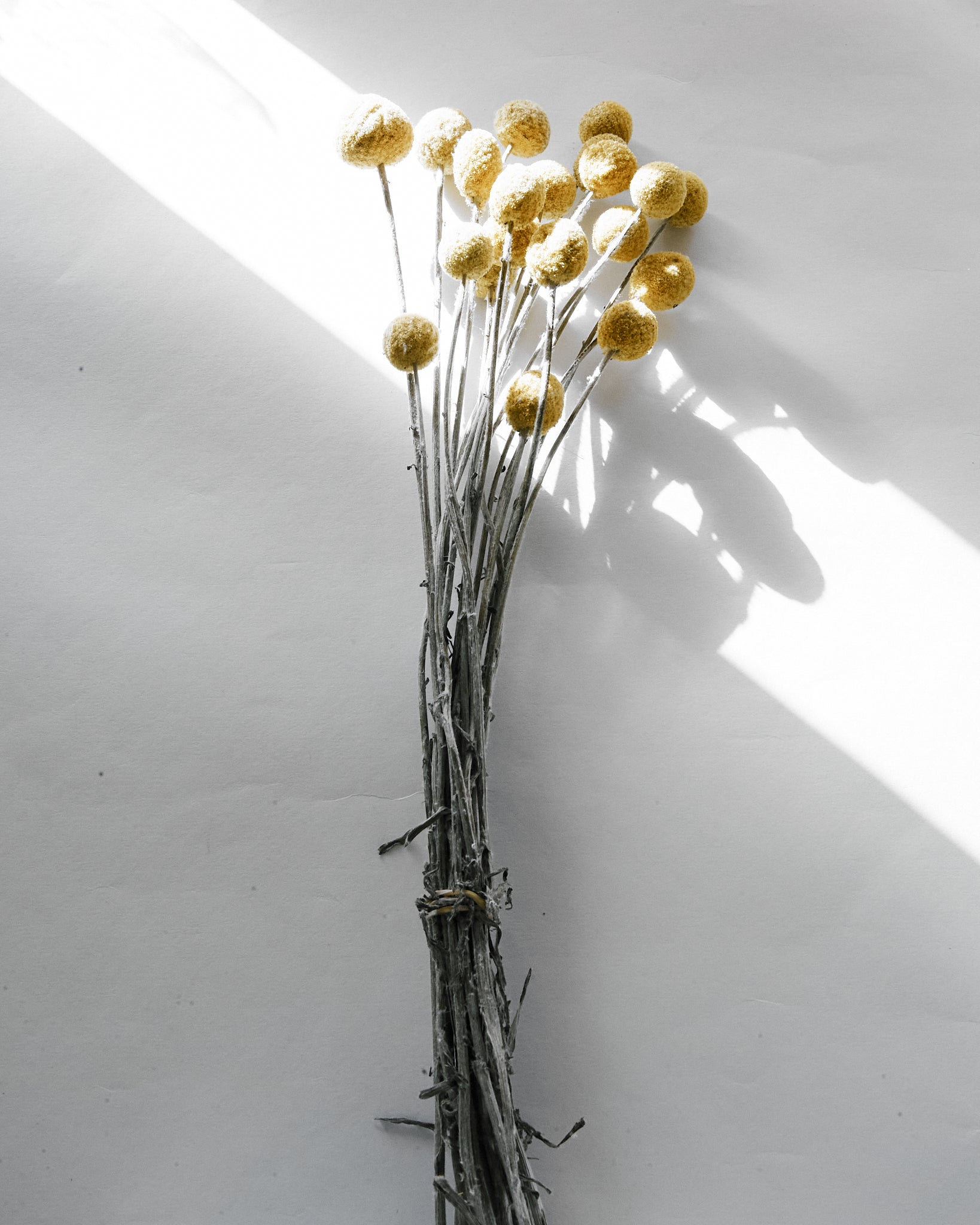 Dried Yellow Craspedia Billy Ball Bunch — Dried Flowers UK