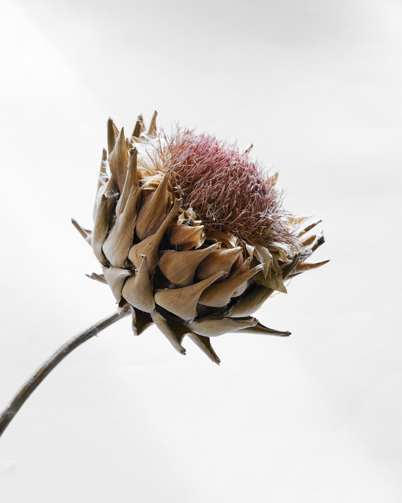 Giant Artichoke Head Dried Natural Brown