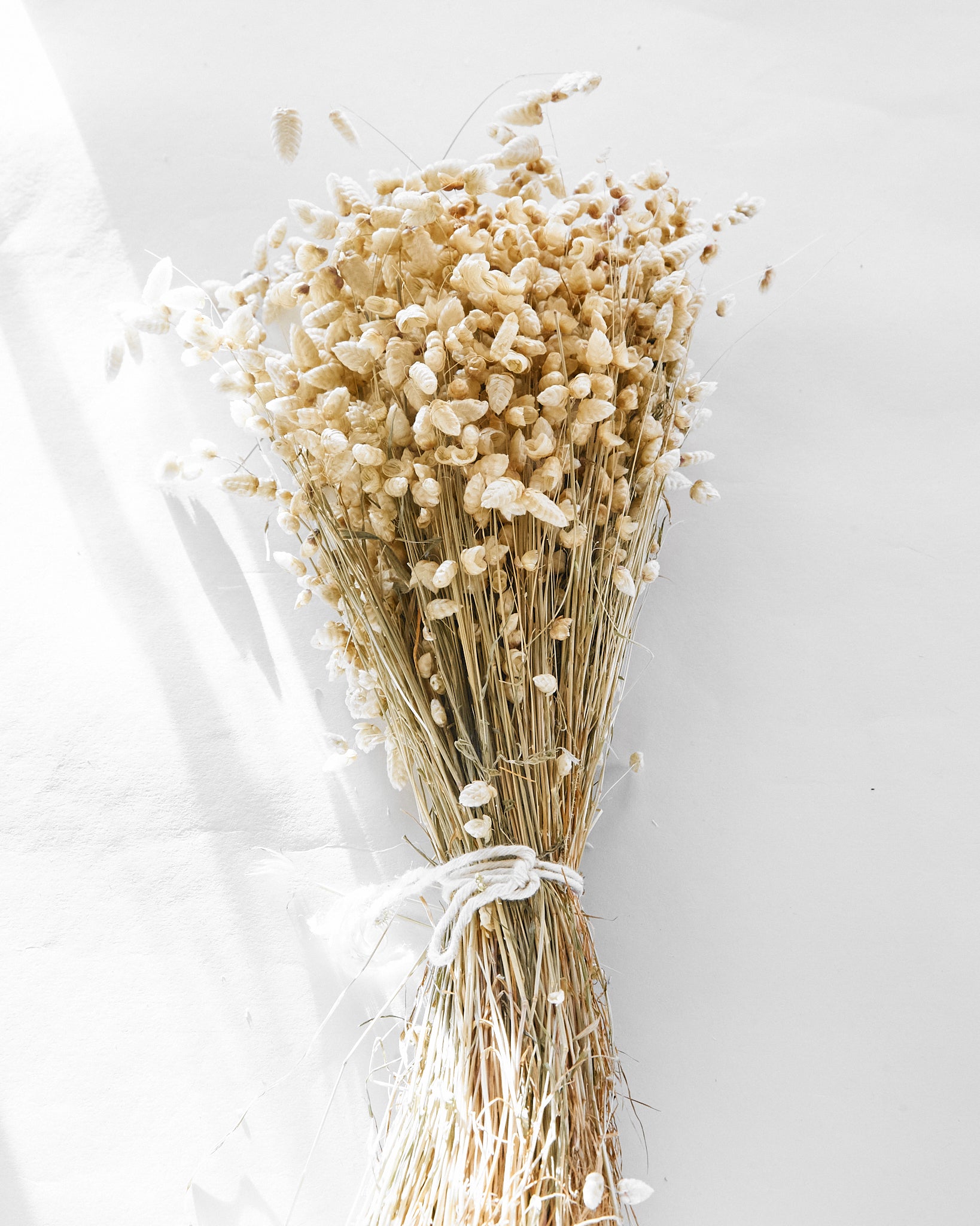 Dried Natural Briza Quaking Grass Bunch — Dried Flowers UK