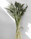 Dried Green Caspia Limonium Bunch — Dried Flowers UK