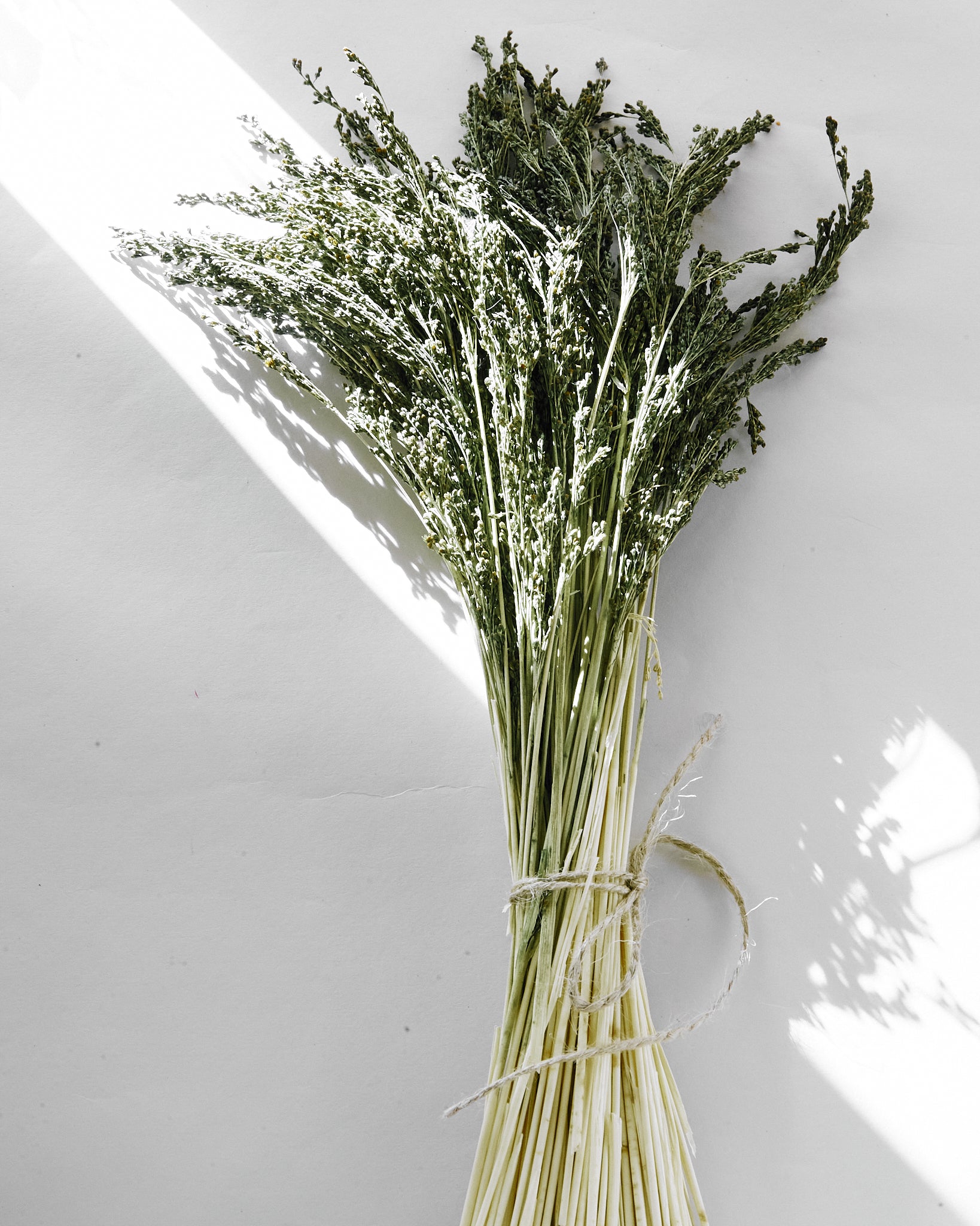 Dried Green Caspia Limonium Bunch — Dried Flowers UK