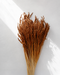 Dried Orange Caspia Limonium Bunch — Dried Flowers UK