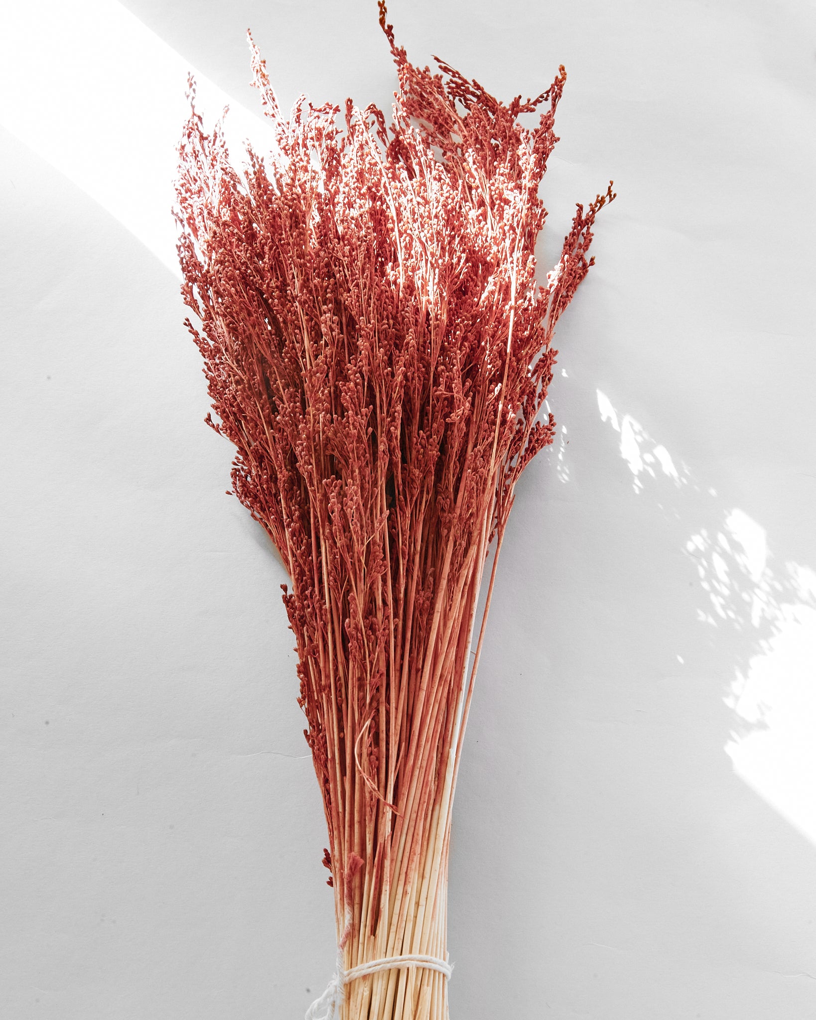 Dried Red Caspia Limonium Bunch — Dried Flowers UK